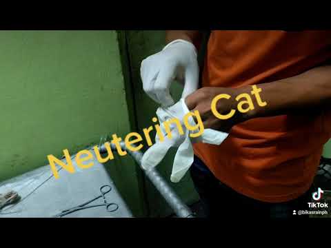 Neutering Cat