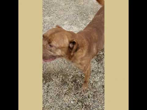 Chester, an adopted Chesapeake Bay Retriever Mix in Normal, IL_image-1