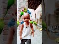 Main Tota Main Tota Hare Rang Ka Mai Tota Funny Funnypost Funnymoment