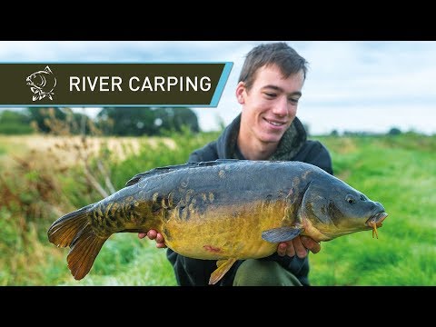 River Carp Fishing for BEAUTIFUL Carp