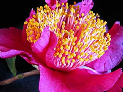 camellia cinematic (A Gypsy Tale by Chinmaya Dunster)