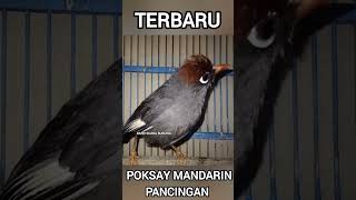 Download lagu Pancingan Poksay malas bunyi,ini jagonya Langsung ikut Nyaut mp3 Download lagu Pancingan Poksay malas bunyi,ini jagonya Langsung ikut Nyaut mp3