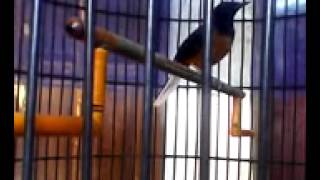 Download lagu Mantap Suara Kicau Burung Murai Batu Juara mp3 Download lagu Mantap Suara Kicau Burung Murai Batu Juara mp3