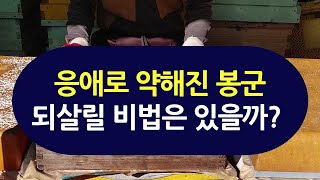 2024 응애로 약해진 봉군 되살릴 비법은 있을까?