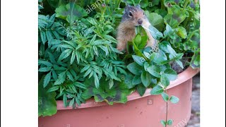 How to Keep Squirrels Out of Your Plants!!!!