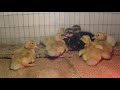 Saxone Rouen Saxony And Rouen Ducklings 1 Day