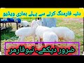 Dumba Farming In Pakistan L Turkish Dumba Sheep Detail L Dumba Form Feasibility Report