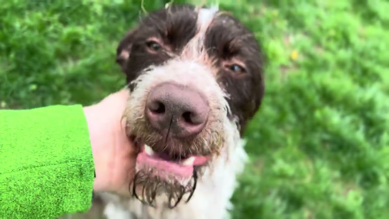 Enlarge lexi, a ADOPTABLE German Wirehaired Pointer in Quincy, MI video 4/4