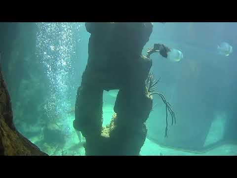 Haus des Meeres, Shark Tank2 live webcam