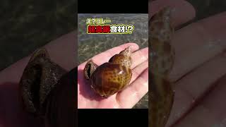 キス釣りの外道が実は超高級食材！？「黒バイ貝」の美味しい食べ方