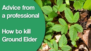 Advice from a professional: Ground elder and how to kill it