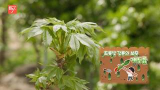 초록빛 강릉의 보물 ‘개두릅’! / 강원매거진7 / [NOW 강원] / G1방송 / 260424