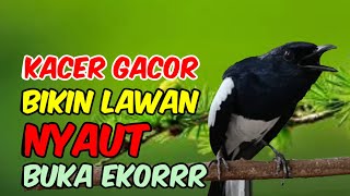 Download lagu Pancingan kacer gacor ngeplong, Suara burung kacer, Masteran kacer cepat bikin nyaut gacor mp3