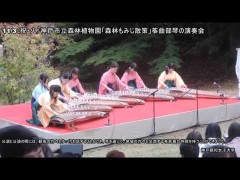 心理学科 11/3(祝・火）神戸市森林植物園で行われている「森林もみじ散策」イベントに、本学筝曲部（7名）が参加しました