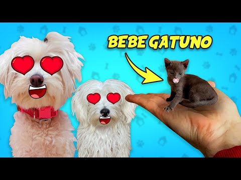 MY DOGS REACT FOR THEIR FIRST TIME TO THEIR NEW CAT SISTER!!