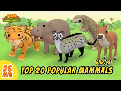 Top 20 Popular Mammals Minisode Compilation (Part 2/4) - Leo the Wildlife Ranger | Animation