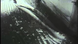 The whaling industry, hunting, killing and dismembering a whale, 1940's - Film 216