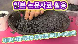 서리태콩 일본논문자료 지금파종후 삽목하면 최대 5~8배 수확 가능 서리태 파종시기 심는시기,서리태콩 재배방법…
