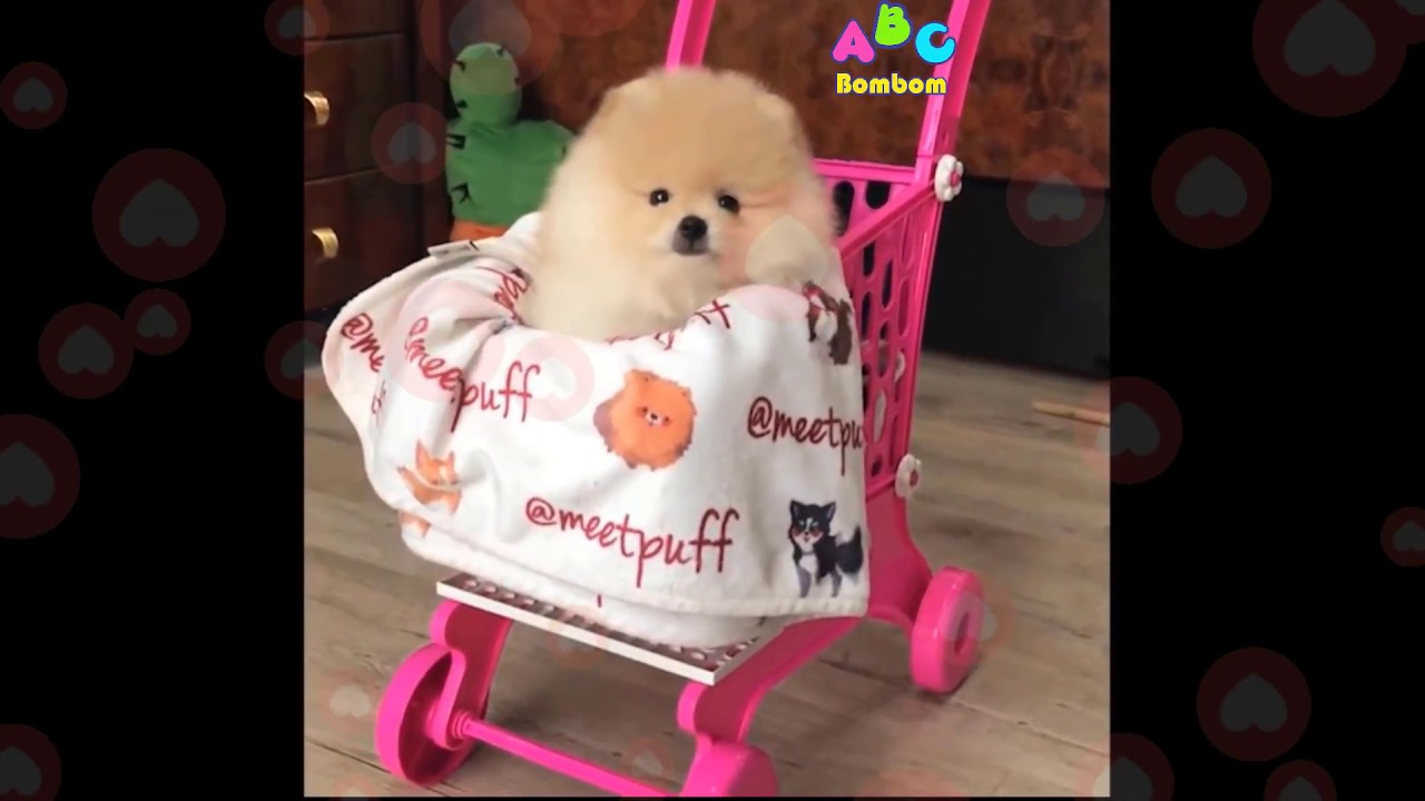 「絶対に笑う」あり得ないことをする犬★おもしろい犬のハプニング, 失敗画像集 #41