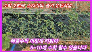 애플수박 이렇게 해야 남들보다 5~10배 이상 땁니다 수박 2번째 순치는방법및 줄기 유인 수박 재배방법,순지…