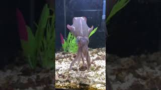 Download lagu Cara Unik Memelihara Cumi Di AQuarium. #hewan #animals #hewanpeliharaan #mancing #ikan #fishing mp3