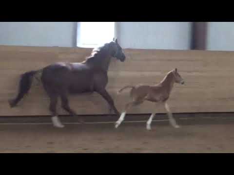 Hengst 2018 v. Black Stern-Foundation