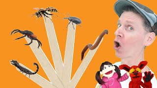 Bugs Part 4 | Pop Sticks Song with Matt | Dream English Kids