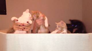 Harry Potter Puppet Pals - kitten remix!!! (Original)