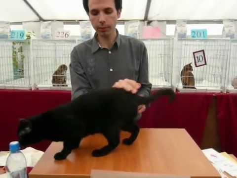 Pascal Remy & Korsar Jolly Roger.MOV