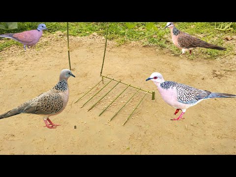 Vary beautifully Bird trap in the vegetable garden