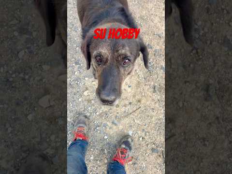 Su hobby, mi hobby y nuestro hobby #perros #animales