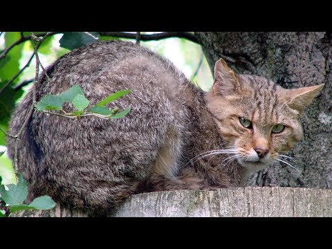 Allianz Umweltstiftung - Die Wildkatze in der Rhön - auf leisen Pfoten in eine sichere Zukunft