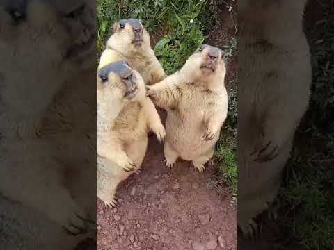Marmot screaming | amazing animals #246 | #shorts #animal #cute #viral