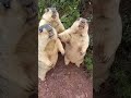 Marmot Screaming Amazing Animals 246 Shorts Animal Cute Viral