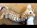 Funny Cat Loves Stinky Feet