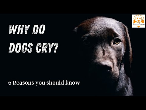 YouTube video about: Why does my dog turn pink at night?