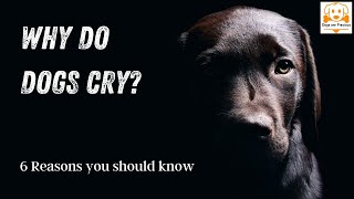Reasons Why Dogs Cry At Night - Why Do Dogs Cry? - 6 Main Causes
