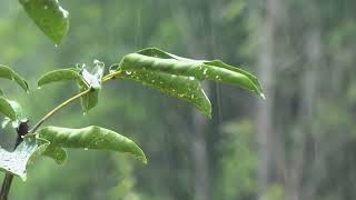 Chuva Noturna para Relaxamento Profundo e Sono | Sons Calmantes para Dormir