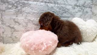 ミニチュアダックスの動画01