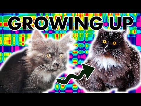 Kitten Growing Up To Cat 1 Year in 5 Minutes with Maneki the Siberian