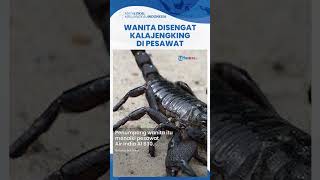 Wanita Disengat Kalajengking saat Perjalanan Naik Pesawat di India, Langsung Dibawa ke Rumah Sakit