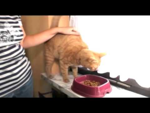 Lehrvideo Soziales Netz - Aufgaben und Ziele - Nachhilfe Download