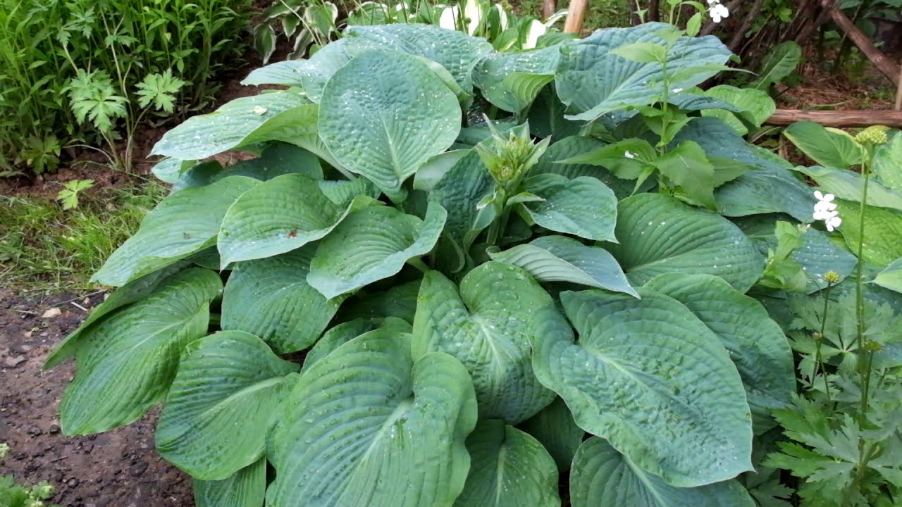 Хоста «Тру Блю» (Hosta True Blue)