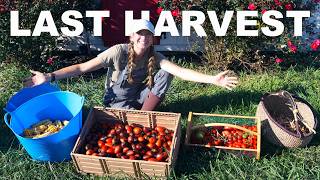 Simple End of Season Canning & Last Big Harvest