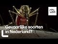Waarom de mug het dodelijkste dier ter wereld is