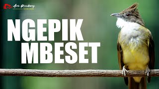 Download lagu MASTERAN CUCAK JENGGOT GACOR NGEPIK MBESET ISTIMEWA mp3 Download lagu MASTERAN CUCAK JENGGOT GACOR NGEPIK MBESET ISTIMEWA mp3