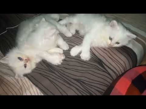 Beautiful Cats 😻😻👍 | Subscribe My Youtube Channel ❤️