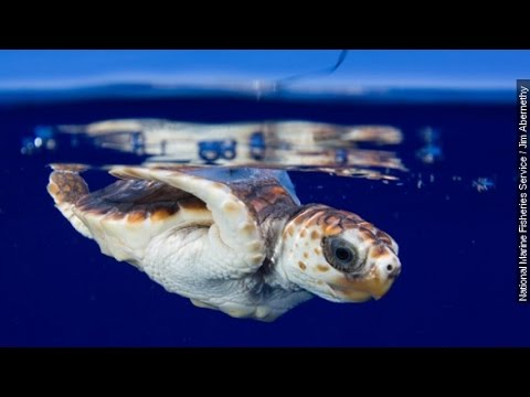 What Happens During Baby Sea Turtles' Lost Years