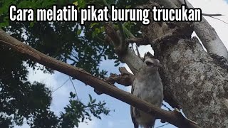 Download lagu How to train Trucukan birds to lure mp3