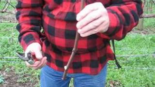 preview picture of video 'Making a grapevine cutting with Jaison Kerr of Kerr Farm Wine.wmv'